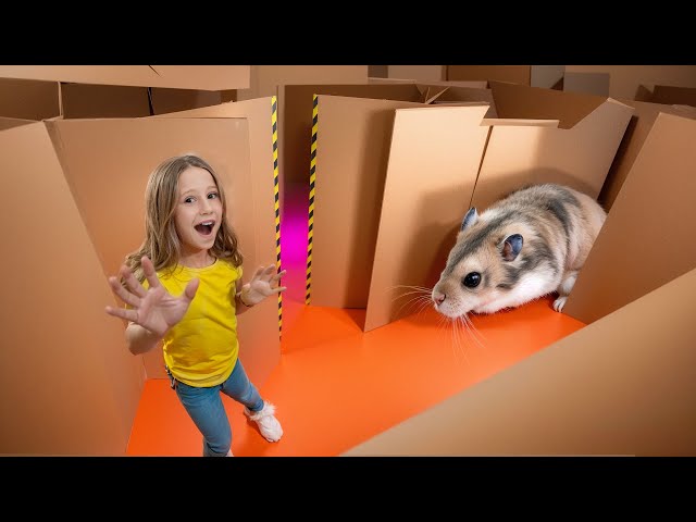 Nastya and the hamster's escape from the cardboard maze.