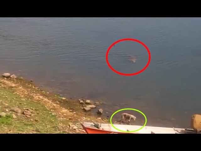 The Crocodile attack a dog at the Chambal river