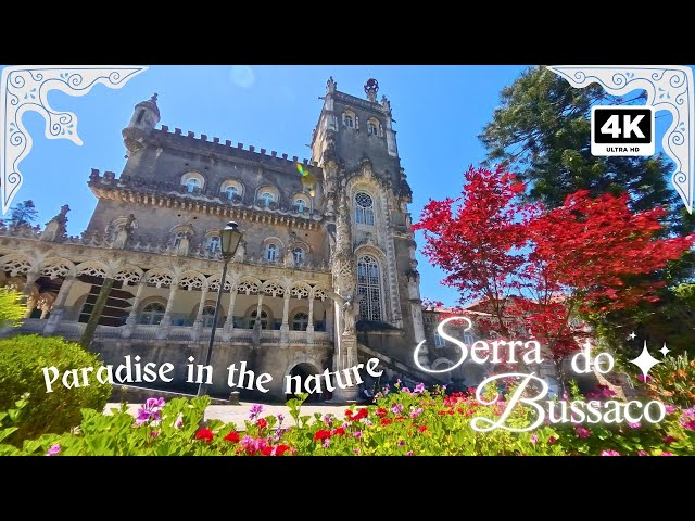 Bussaco Palace & Forest, Portugal 🇵🇹: A Journey Through Portugal’s Historic Wonderland