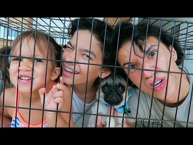 FAMILY DOG CRATE CHALLENGE!!