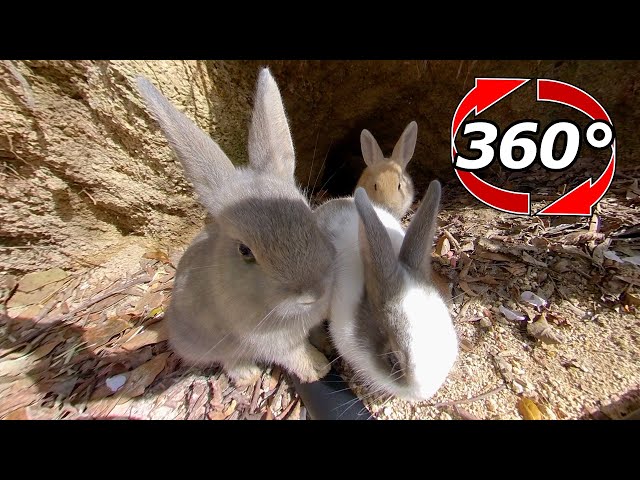 VR 360° | Cute baby rabbits who came out of their burrows.