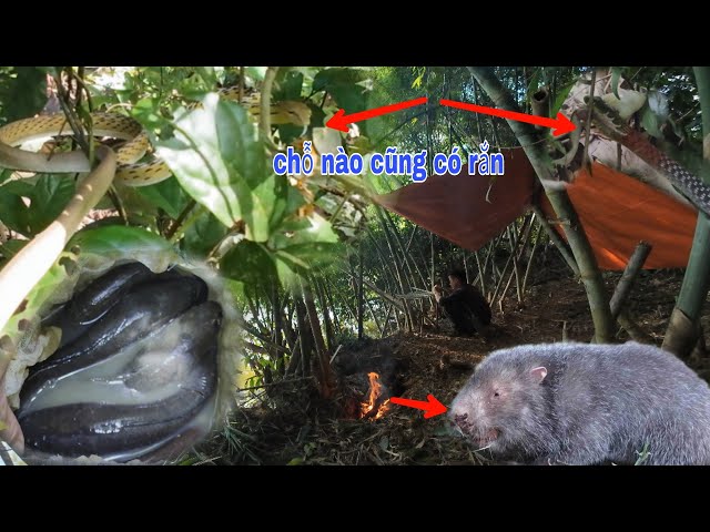 50H SURVIVAL CAMPING FISHING, SLEEPING IN THE FOREST - rung47 vlogs