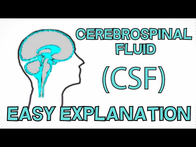 Cerebrospinal Fluid (CSF) explained in 3 Minutes - Function, Composition, Circulation