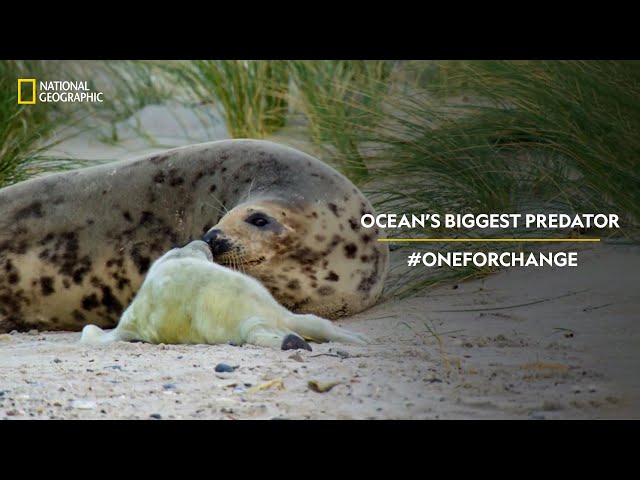 Ocean’s Biggest Predator | #OneForChange | National Geographic