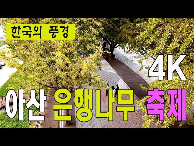 아산 은행나무길 축제, 4k