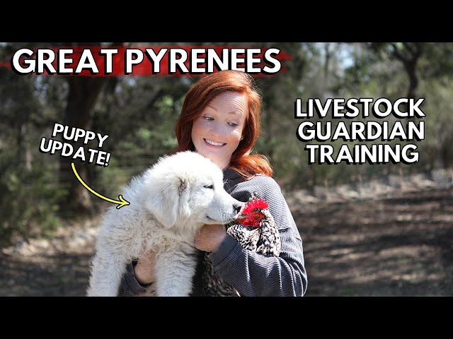 Training Great Pyrenees Puppies to GUARD Chickens / Livestock Guardian Dogs protecting chickens