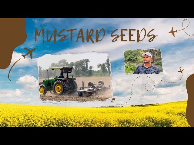 How to Grow Mustard Seeds // 21 Acres in One Day Growing Seeds in UP31 Wala