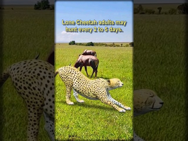 A well-fed Cheetah will never run after a snack • #shorts