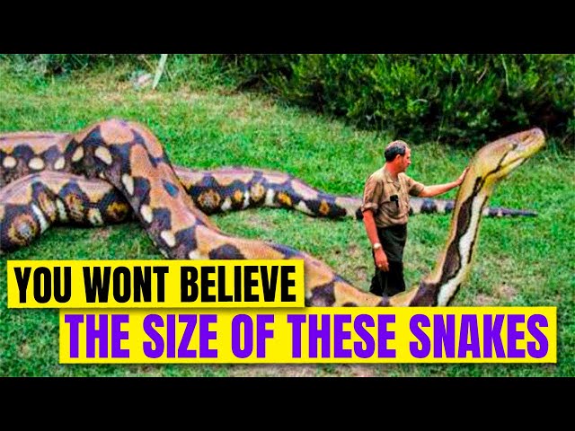 The 10 Largest Snakes Discovered in History!