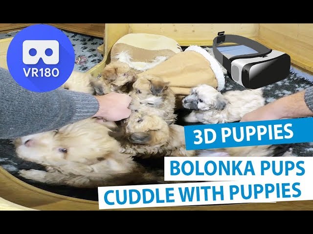 Cuddle With Dog Puppies VR180 3D - Gear VR, Oculus Quest, HTC Vive, PlayStation VR