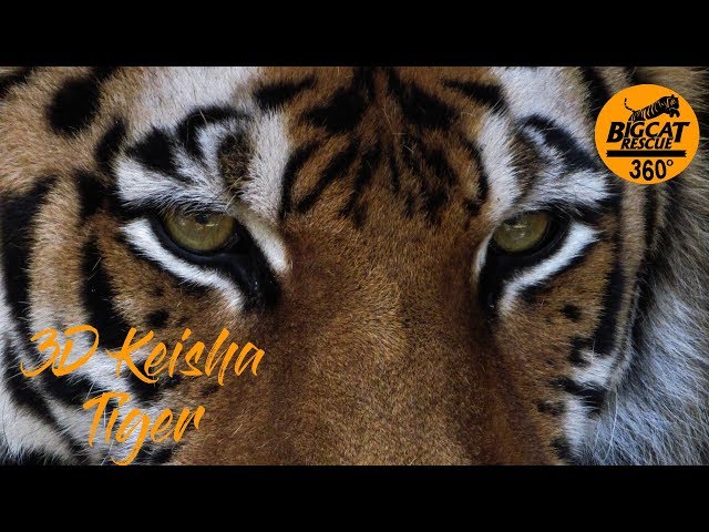 3D Tiger Keisha