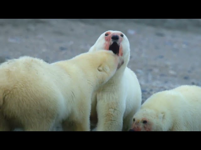 Frozen Planet II UHD Sample (Blu-ray Menu) [HDR 2160p 4k]