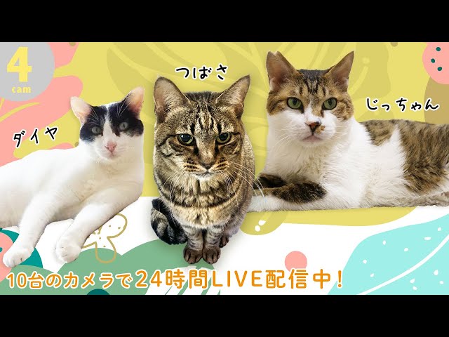 4️⃣ 愛され保護猫 じっちゃんのお部屋｜保護ねこの家24時間ライブ配信