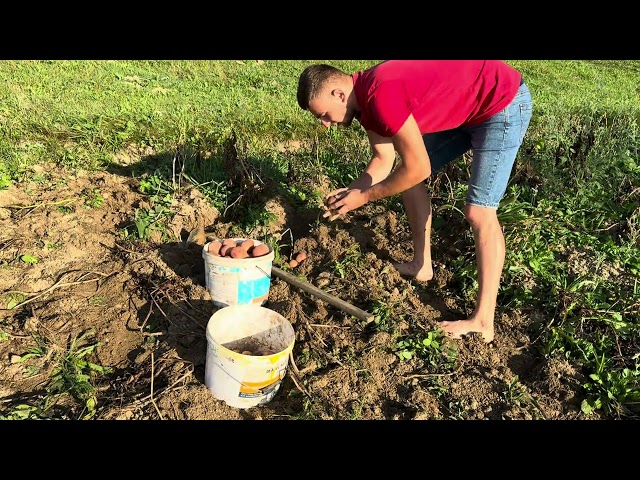 Potato digging season. Rural work