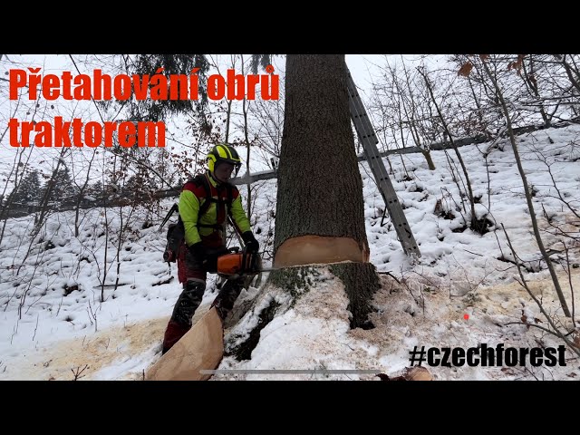 Kácení velkého smrku 🌲 přetahování traktorem od silnice❗️ #lumberjack  #treefelling #logging