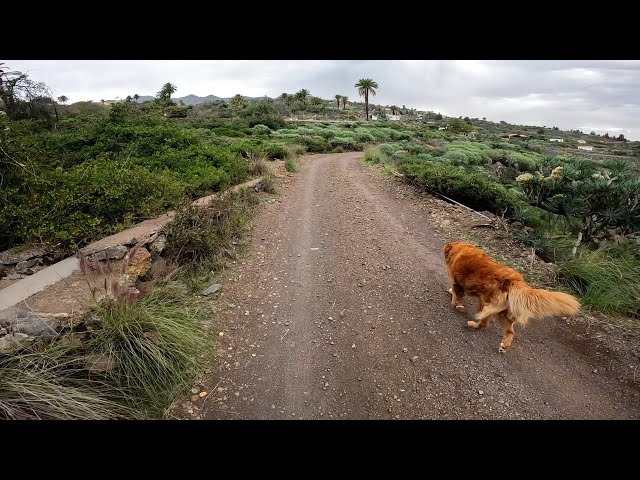 今日、私の犬のルーファスは初めてリードなしで散歩に出かけます。彼は逃げてしまうでしょうか? / Dog ​​Rufus goes for his first walk without a leash.