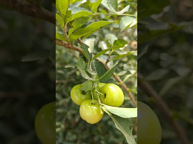 West Indian cherry the best fruit plant to keep you healthy