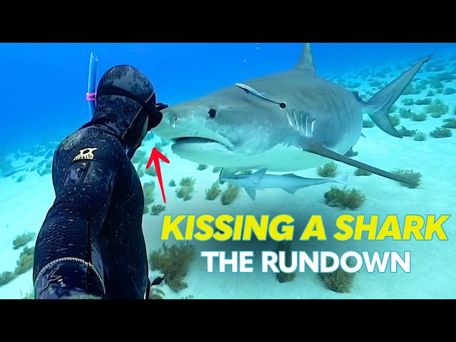 Free Diving With Sharks & More Epic Ocean Adventures | The Rundown