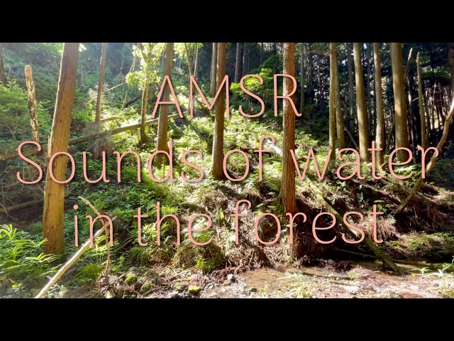 AMSR Sounds of water in the forest. Early in the morning