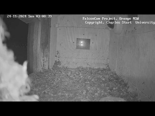 Box Camera - FalconCam Project LIVE