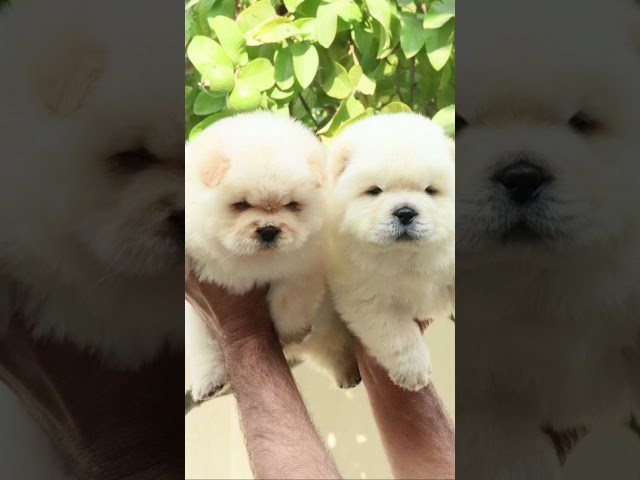 💞♥️cute puppy videos more than useval views on YouTube channel like and subscribe 💞♥️ love support