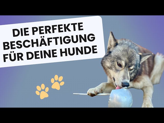 Wie viel Beschäftigung braucht ein Hund? #mehrhundehaltung