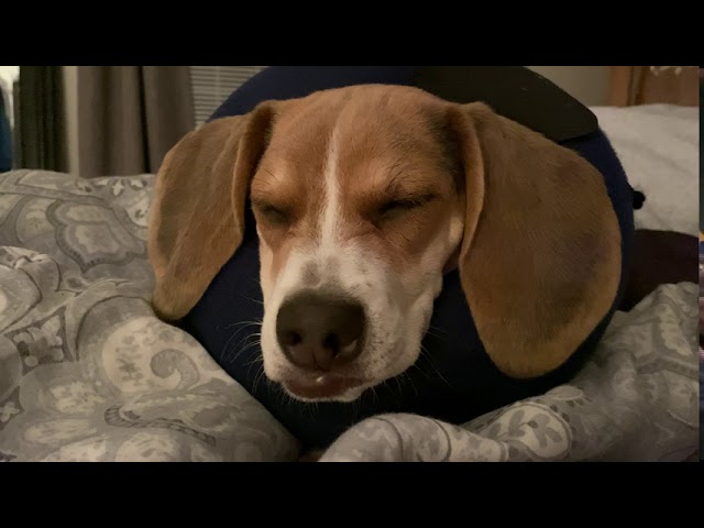 JoJo The Blue Beagle Puppy Snoring Cute Ending!