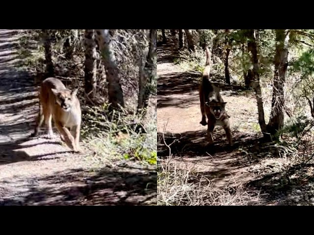 ORIGINAL: Terrifying video shows Utah man chased by a mountain lion (unedited)