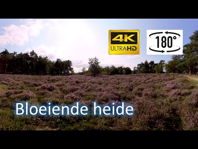 Prachtig bloeiende heide op landgoed Heidestein