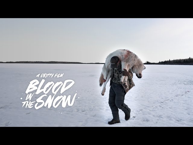 BLOOD IN THE SNOW | A WOLF HUNT | 🎬 GRITTY 4K FILM