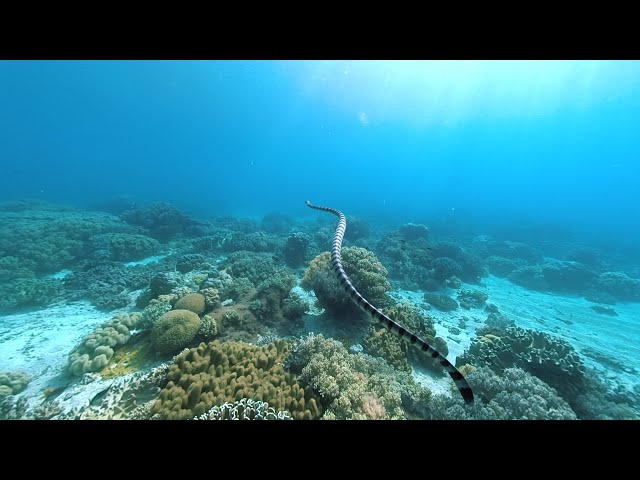 VR180: Underwater Apo Island, Philippines