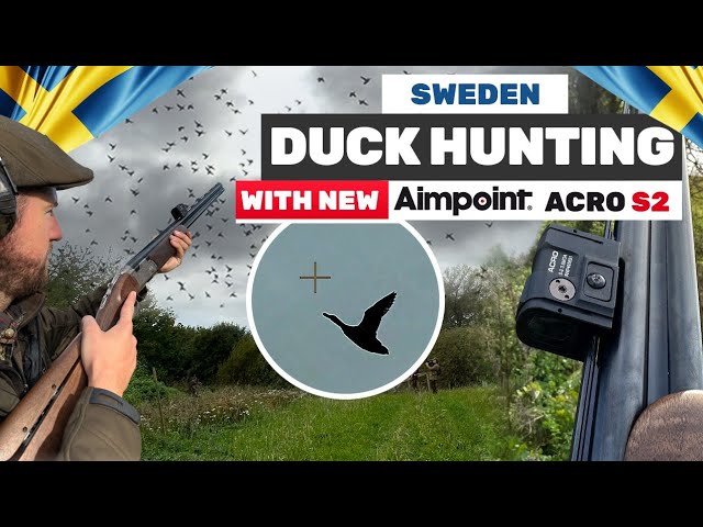 Duck Hunt in Sweden (300+Ducks day)|New Aimpoint ACRO S2|Lov na Patke u Švedskoj (300+Pataka) E228