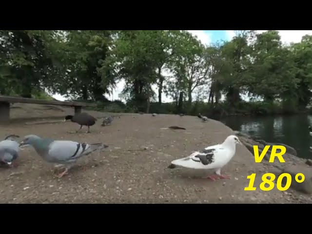 VR180° Beautiful birds up close.