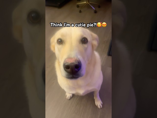 Is my doggie dog dude a cutie pie?😍😎🥺#trending #cutedog