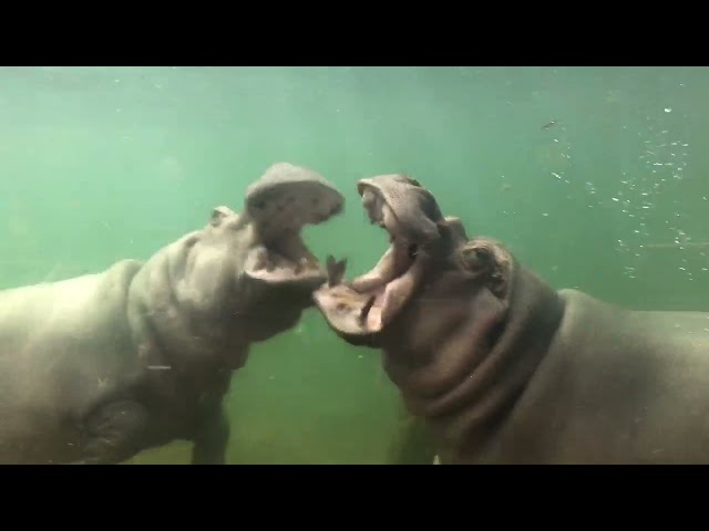 2 Hippos Fighting; will they draw blood?