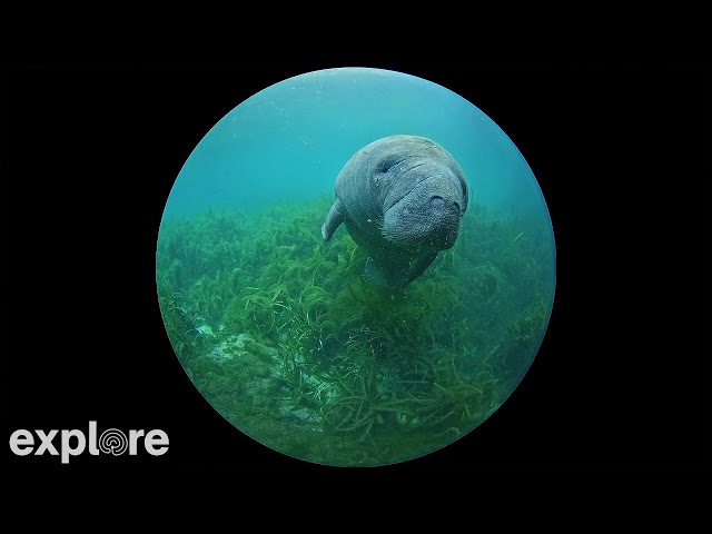 Silver Springs 180 Degree Underwater Manatee Cam powered by EXPLORE.org