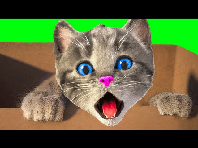 Little Kitten Adventure - Super Cartoon Kitten Animation