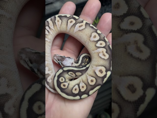 Beautiful Mojave Calico + Combo