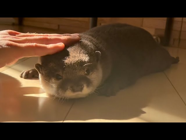 カワウソさくら 日向ぼっこする三人 Otters basking in the sun