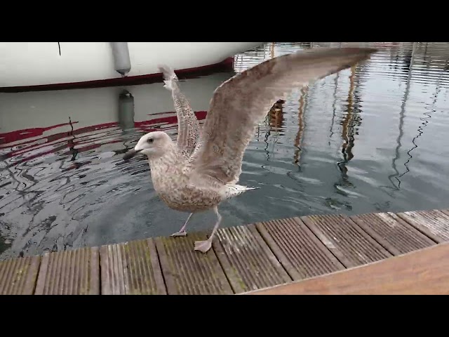 playing catch with my pet seagull