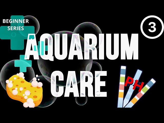 3️⃣ AQUARIUM MAINTENANCE TIPS FOR BEGINNERS - The Ultimate Beginner's Guide - #youtube