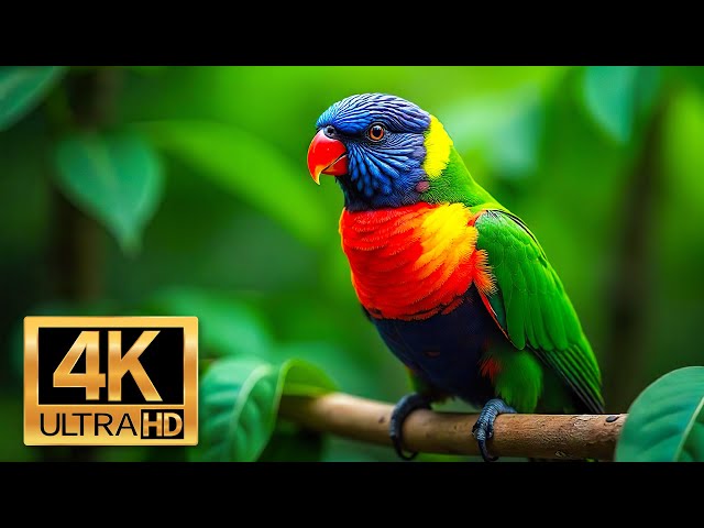 The Vibrant Bird World - Scenic Wildlife Film With African Music - 4K Video Ultra