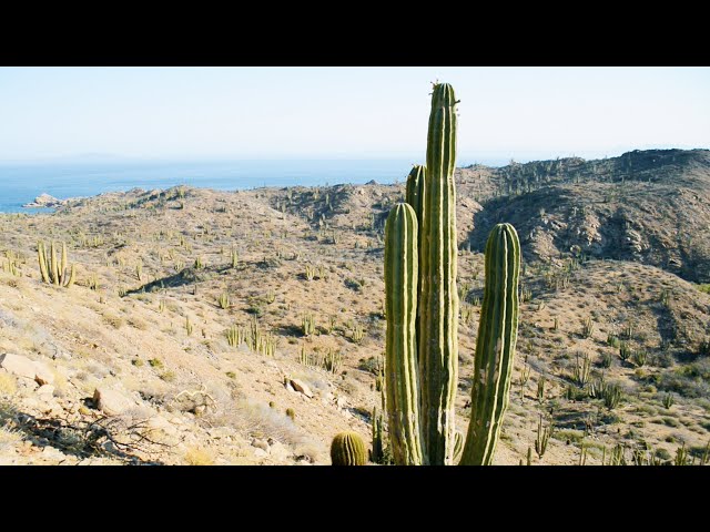 Explore the Deserts of Mexico | Relax with Nature | The Wild Place | BBC Earth