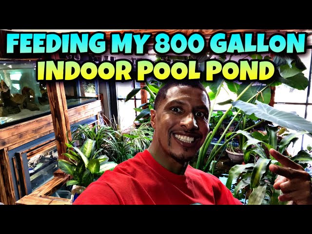 FEEDING MY 800 GALLON INDOOR POOL POND