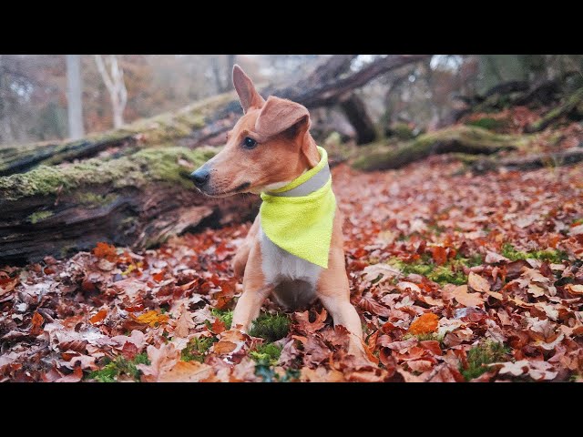 Dog TV NO ADS 🍂 Forest Dog Walk through Beautiful Autumn Leaves 🍂 Nature Sounds for Dogs 4K HDR