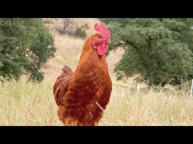 100% Pasture Raised Slow-Growth Chickens | A VR Pasture Experience by Emmer & Co.