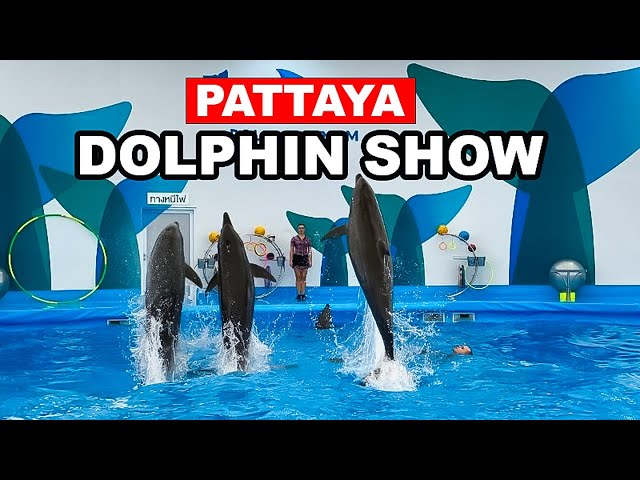 Dolphin Shows And Swimming With Dolphins In Pattaya Thailand | Dolphinarium Pattaya 🇳🇱🐬