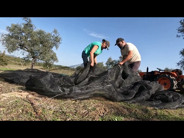 Final 2024 Olive Harvest: A Farewell to the Portuguese Countryside!