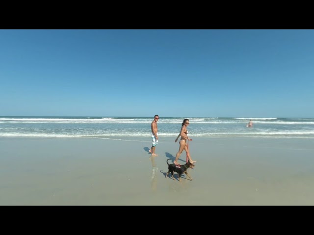 Daytona Beach passerbys with dog