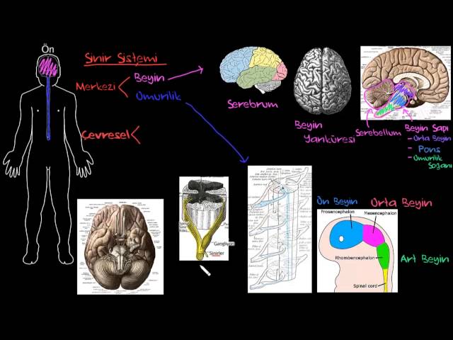 Sinir Sisteminin Yapısı (Biyoloji) (Sağlık Bilgisi ve Tıp) (Psikoloji / Davranış)
